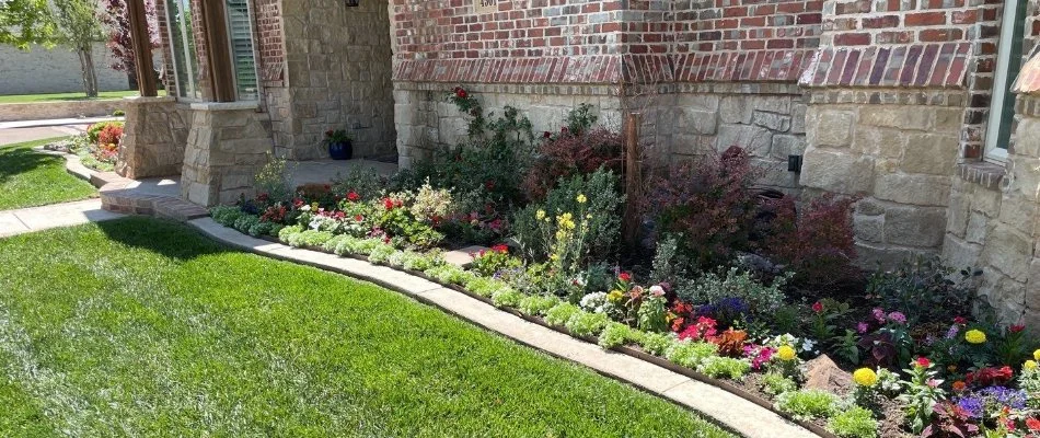 Annual flowers in front of a home in Lubbock County, TX.