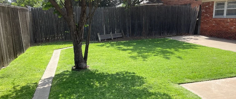 Healthy grass with a tree in Slaton, TX.