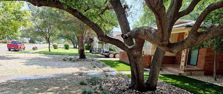 Large oak tree in front of home in Plainview, TX.