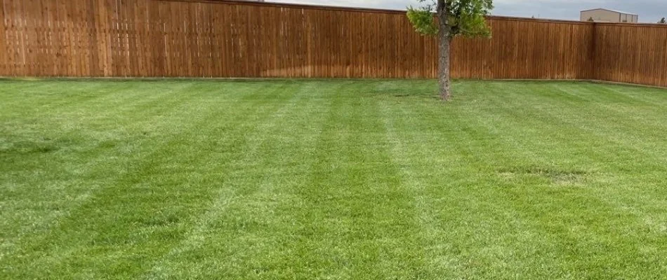 Neat lawn with mowing pattern in Lamesa, TX.
