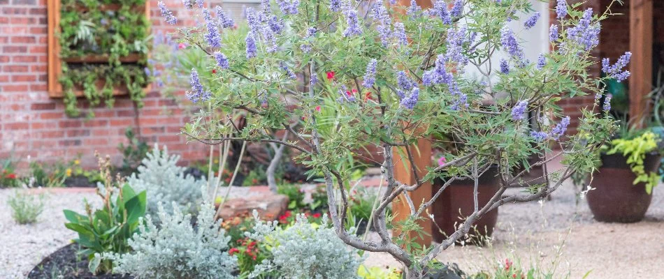 Pruned tree with purple flowers in Wolfforth, TX.